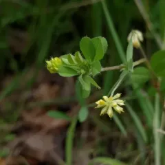 Lesser hop trefoil thumbnail 1