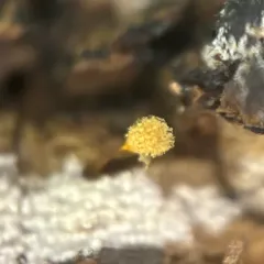 Push Pin Slime Mold thumbnail 2