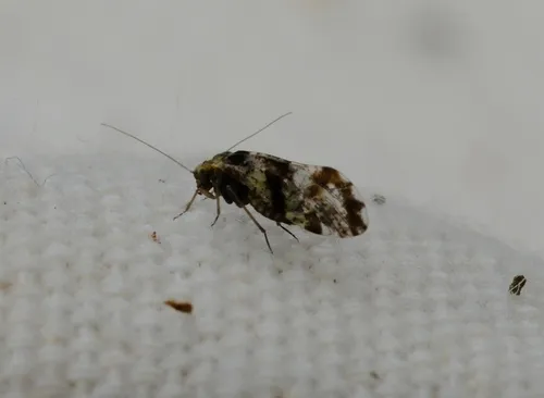 brown-banded barklouse
