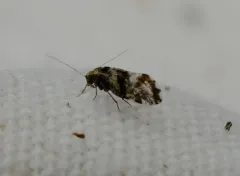 brown-banded barklouse thumbnail 1