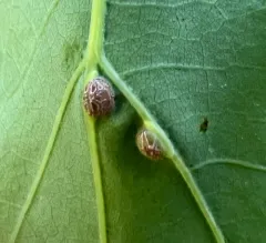 Polystepha globosa thumbnail 4