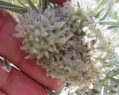 Woolly Bud Gall Midge thumbnail 4