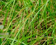 western inflated sedge thumbnail 3