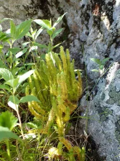 Appalachian clubmoss thumbnail 2