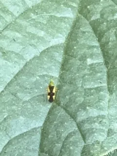 Ornate Plant Bug thumbnail 4