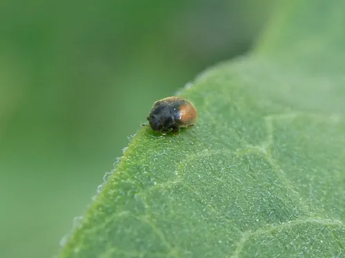 Loew's Lady Beetle