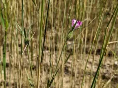 corn cockle thumbnail 3