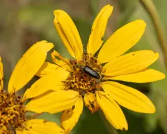 Cortodera subpilosa thumbnail 4