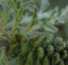 Euarestoides acutangulus thumbnail 4