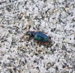 Collops cribrosus thumbnail 3
