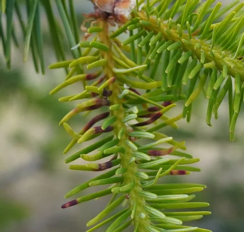 Douglas-Fir Needle Midge