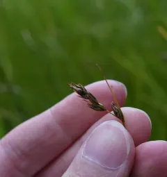 foothill sedge thumbnail 3
