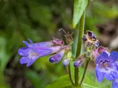 Finetooth Beardtongue thumbnail 1