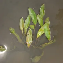 Longleaf Pondweed thumbnail 3