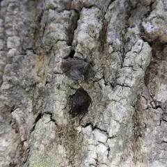Elf Shoe Stink Bug thumbnail 4