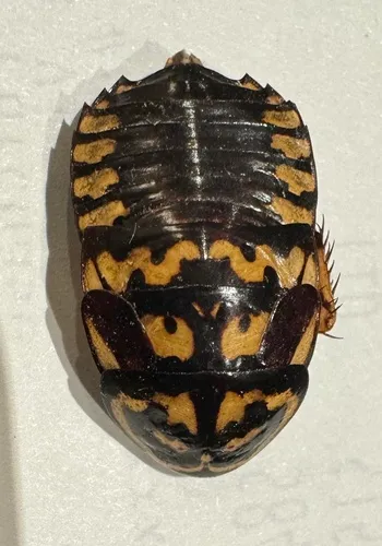 Harlequin Cockroach