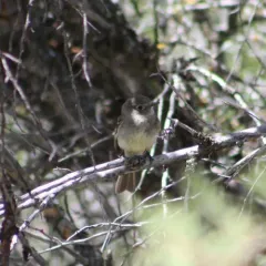 Gray Flycatcher thumbnail 4