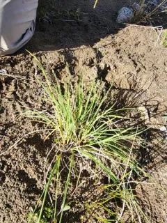 goosegrass sedge thumbnail 3