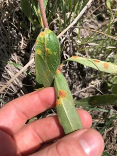 Puccinia bartholomaei thumbnail 4