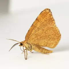 Rusty Speranza Moth thumbnail 2