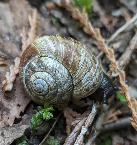 Banded Tigersnail