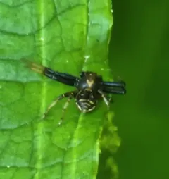 Brotherly Ground Crab Spider thumbnail 4