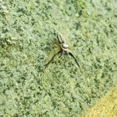 Common Hentz Jumping Spider thumbnail 3