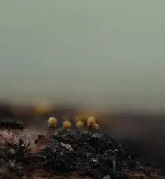 Push Pin Slime Mold thumbnail 3