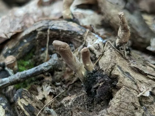 Xylaria maumeei
