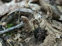 Xylaria maumeei thumbnail 1