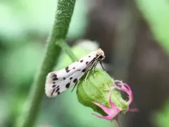 Greya punctiferella thumbnail 4