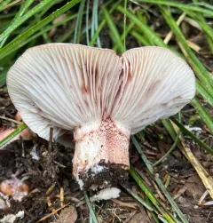 Veiled Purple Waxcap thumbnail 4