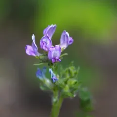 boreal locoweed thumbnail 4