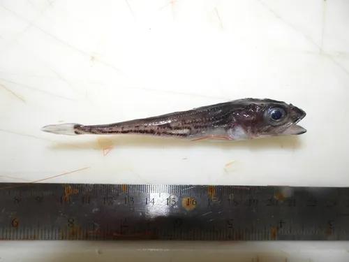 Bigeye Sculpin