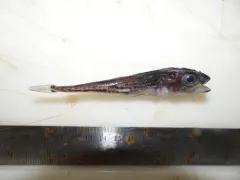 Bigeye Sculpin thumbnail 1