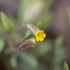 shortflower monkeyflower thumbnail 4