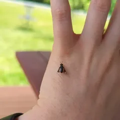 Black Deer Fly thumbnail 4