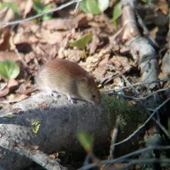 Northern Red-backed Vole thumbnail 4