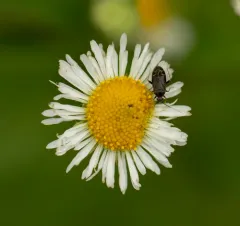 Plagiognathus politus thumbnail 3