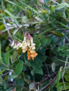 Pacific pea thumbnail 4