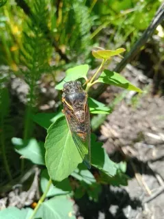 Orange-margined Cicada thumbnail 4