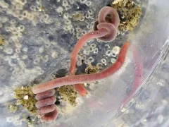 Hemipodia simplex thumbnail 1