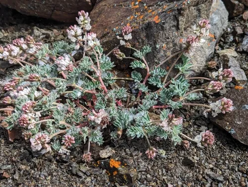Cotton's Milkvetch