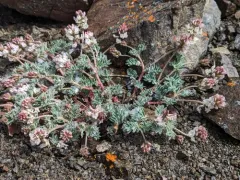 Cotton's Milkvetch thumbnail 1