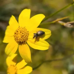 Sassacus papenhoei thumbnail 3