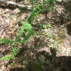 Japanese barberry thumbnail 3