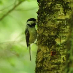 Black-capped Chickadee thumbnail 2