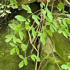 climbing fumitory thumbnail 3