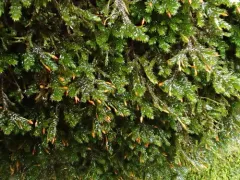 fan moss thumbnail 4