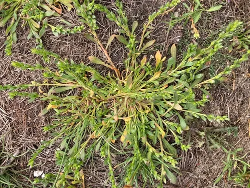 fringed redmaids